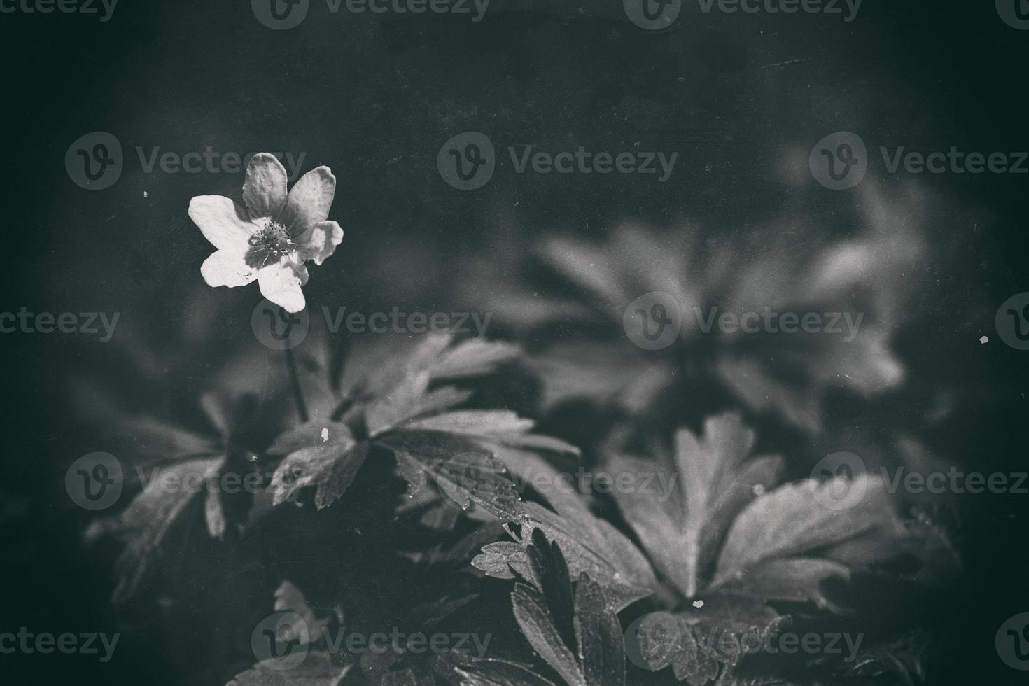 little white anemone on a background of green leaves in the woods in the rays of the spring sun photo