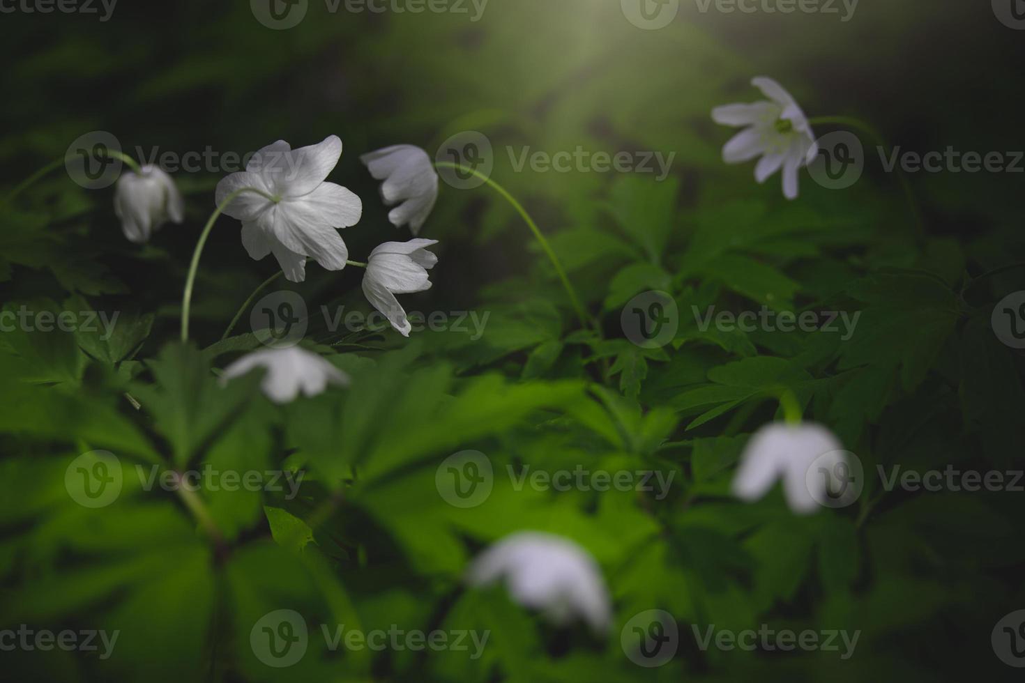 little white anemone on a background of green leaves in the woods in the rays of the spring sun photo