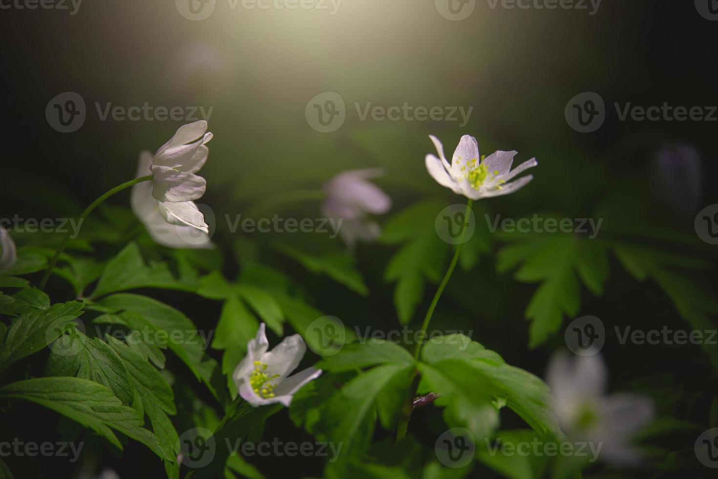little white anemone on a background of green leaves in the woods in the rays of the spring sun photo