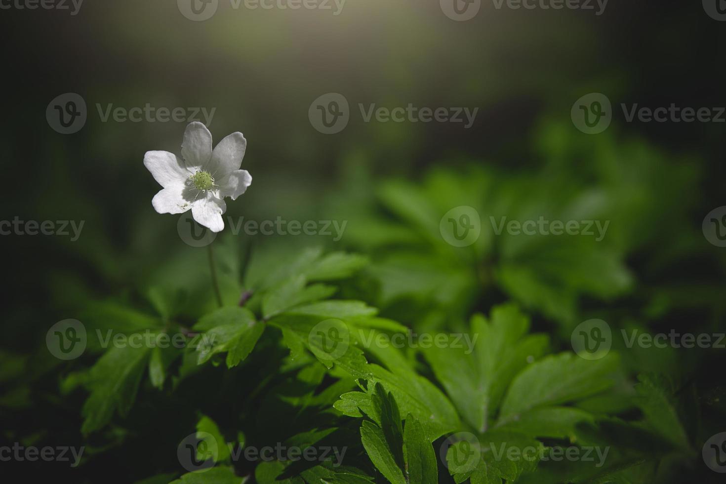 little white anemone on a background of green leaves in the woods in the rays of the spring sun photo