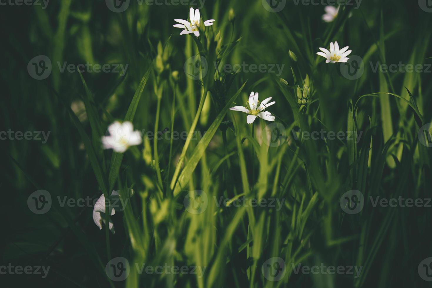 beautiful small white spring flowers growing in tall herb grass photo