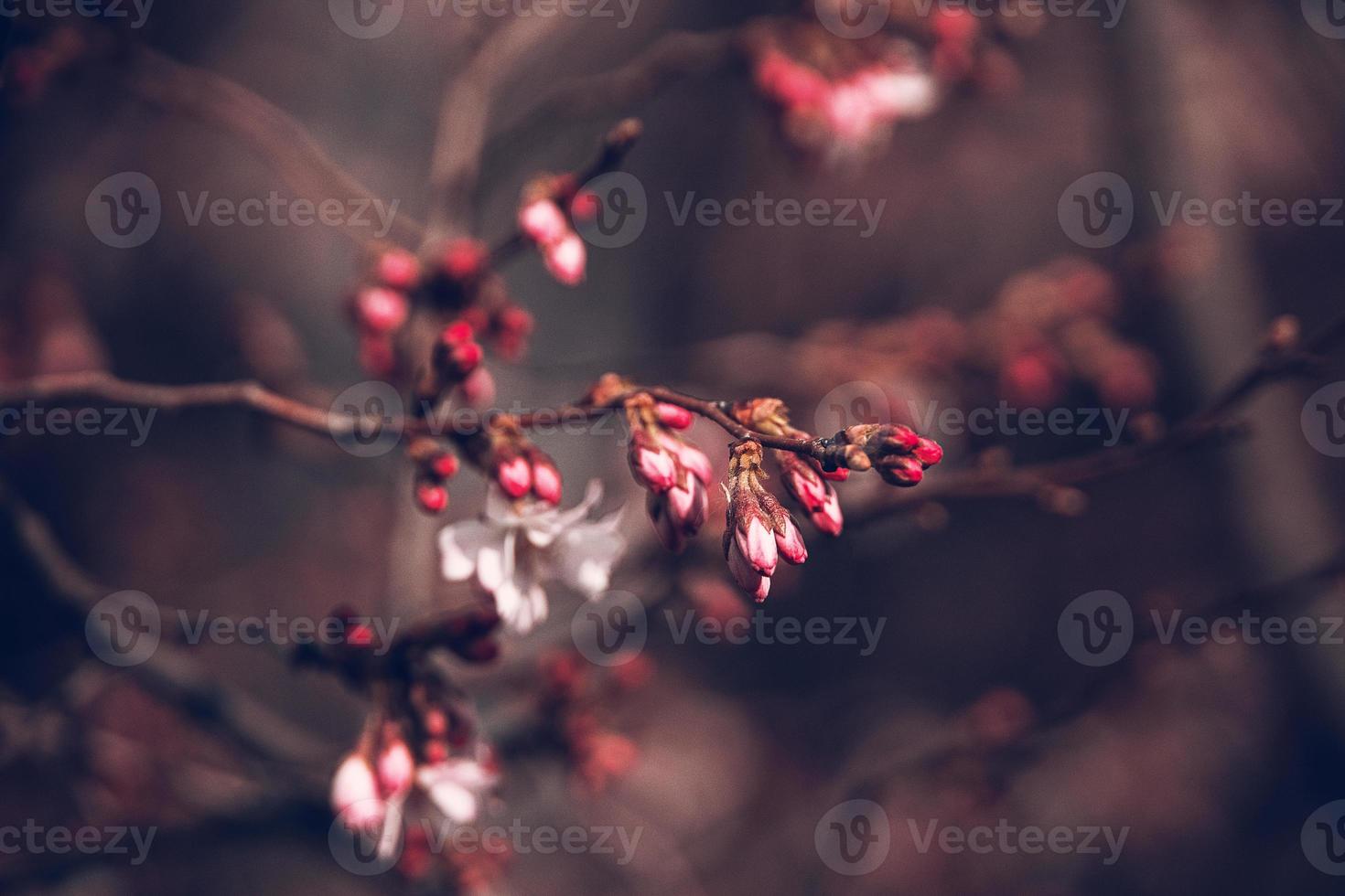 spring tree blooming in pink in close-up outdoors in the warm sunshine photo