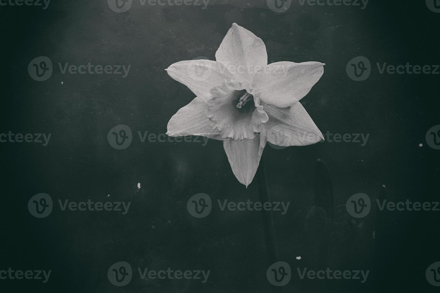 photo of a single spring daffodil in a retro style garden