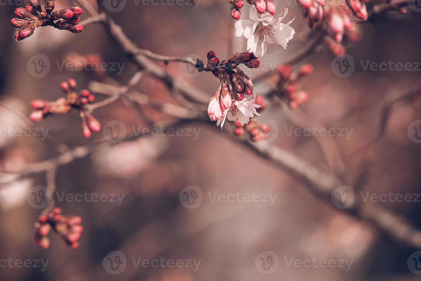 spring tree blooming in pink in close-up outdoors in the warm sunshine photo