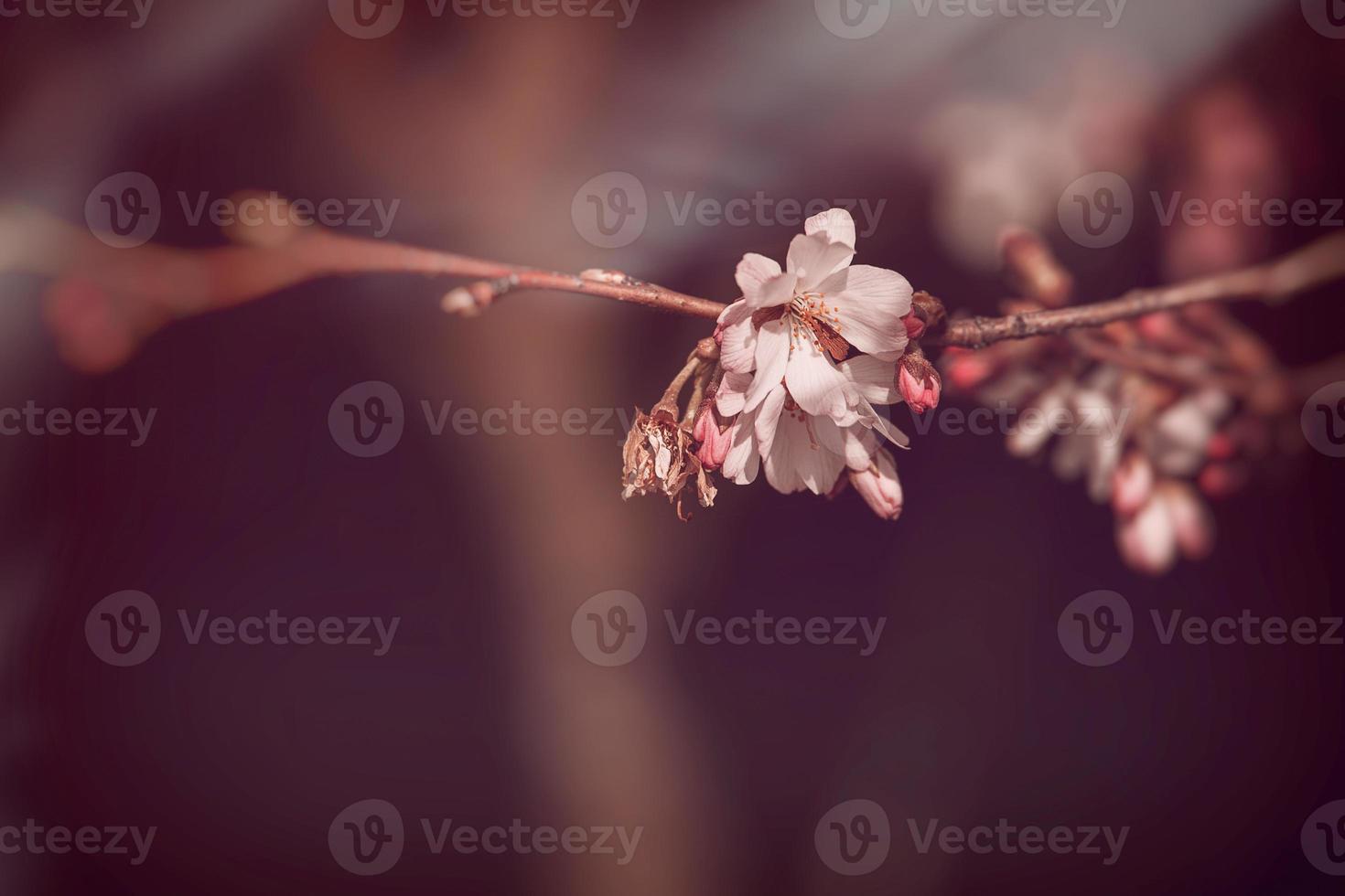 spring tree blooming in pink in close-up outdoors in the warm sunshine photo