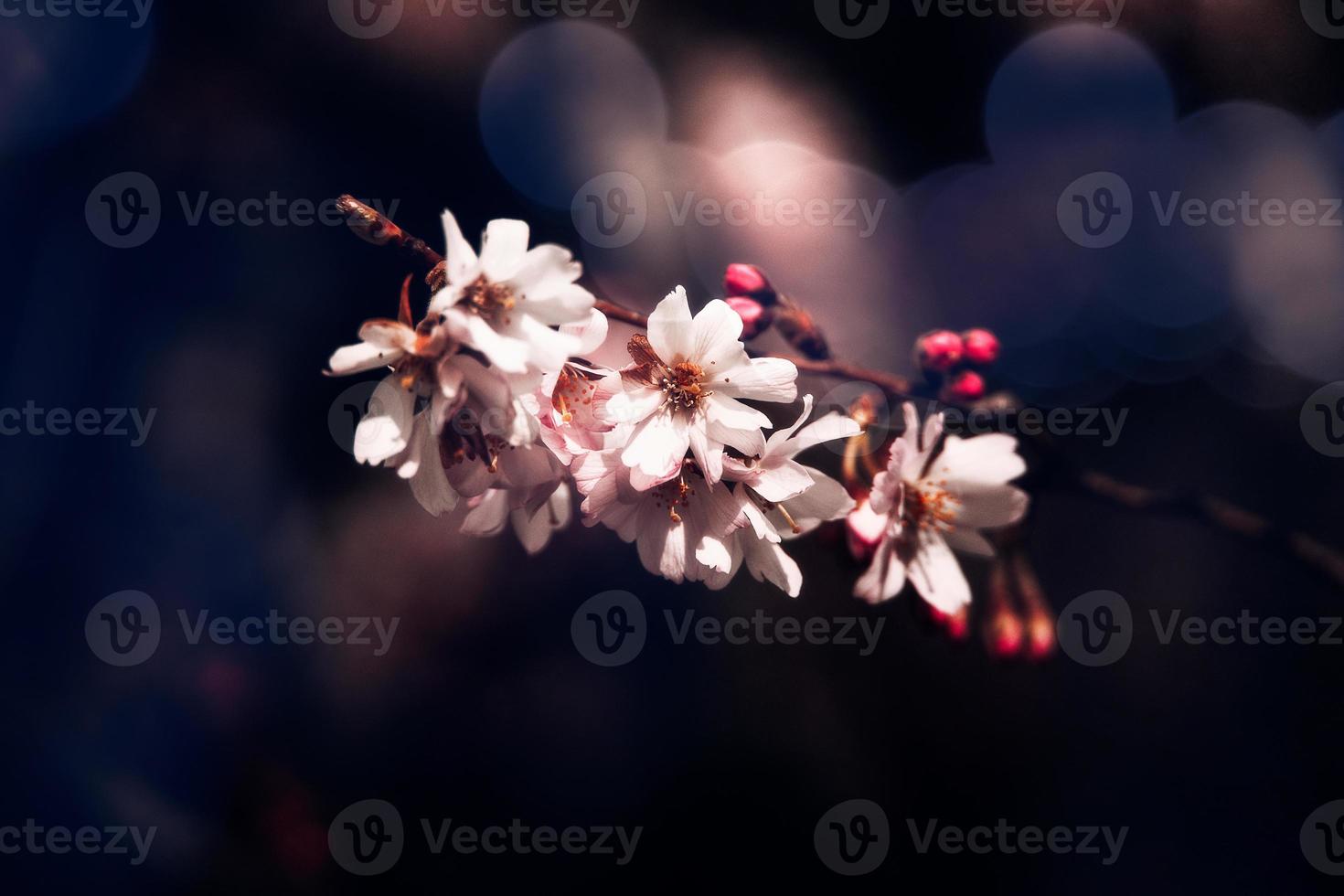 spring tree blooming in pink in close-up outdoors in the warm sunshine photo