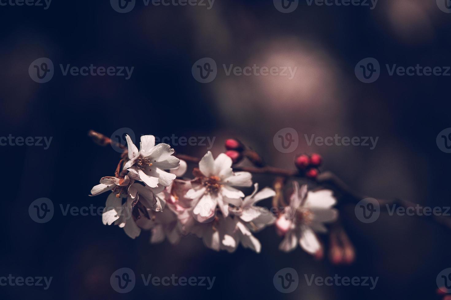 spring tree blooming in pink in close-up outdoors in the warm sunshine photo