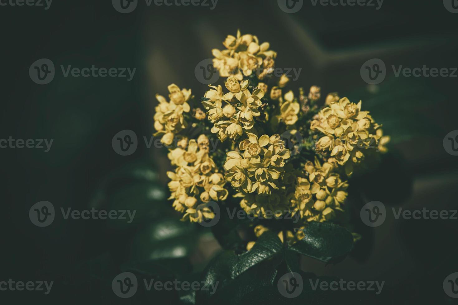 yellow spring flower against the backdrop of green leaves in the warm afternoon sun photo
