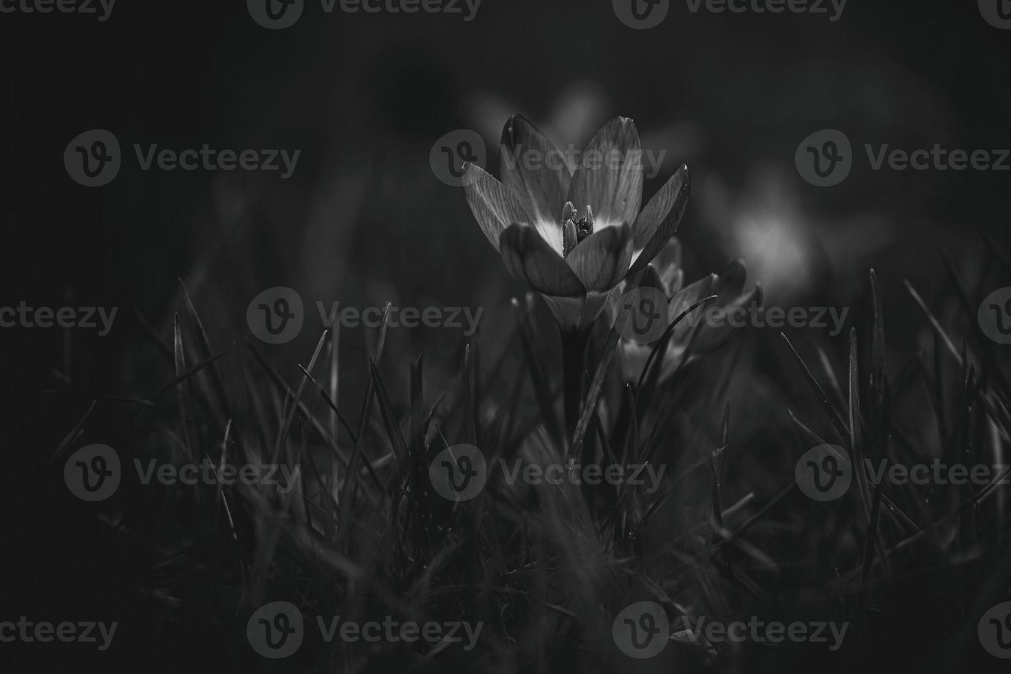 spring flowers crocuses in the garden in the warm rays of the afternoon sun photo