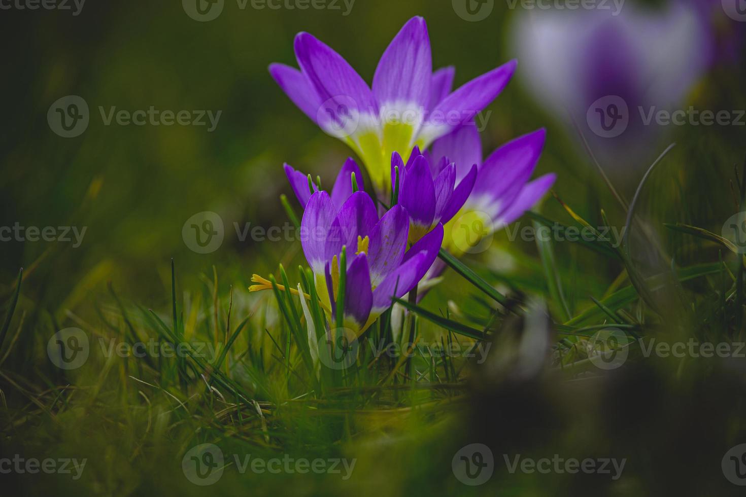 primavera flores azafrán en el jardín en el calentar rayos de el tarde Dom foto