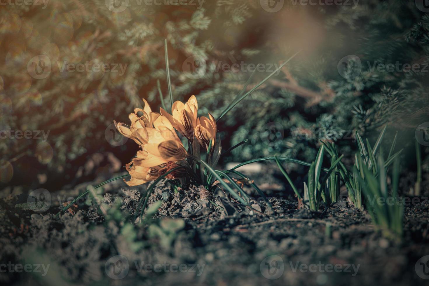 primavera flores azafrán en el jardín en el calentar rayos de el tarde Dom foto