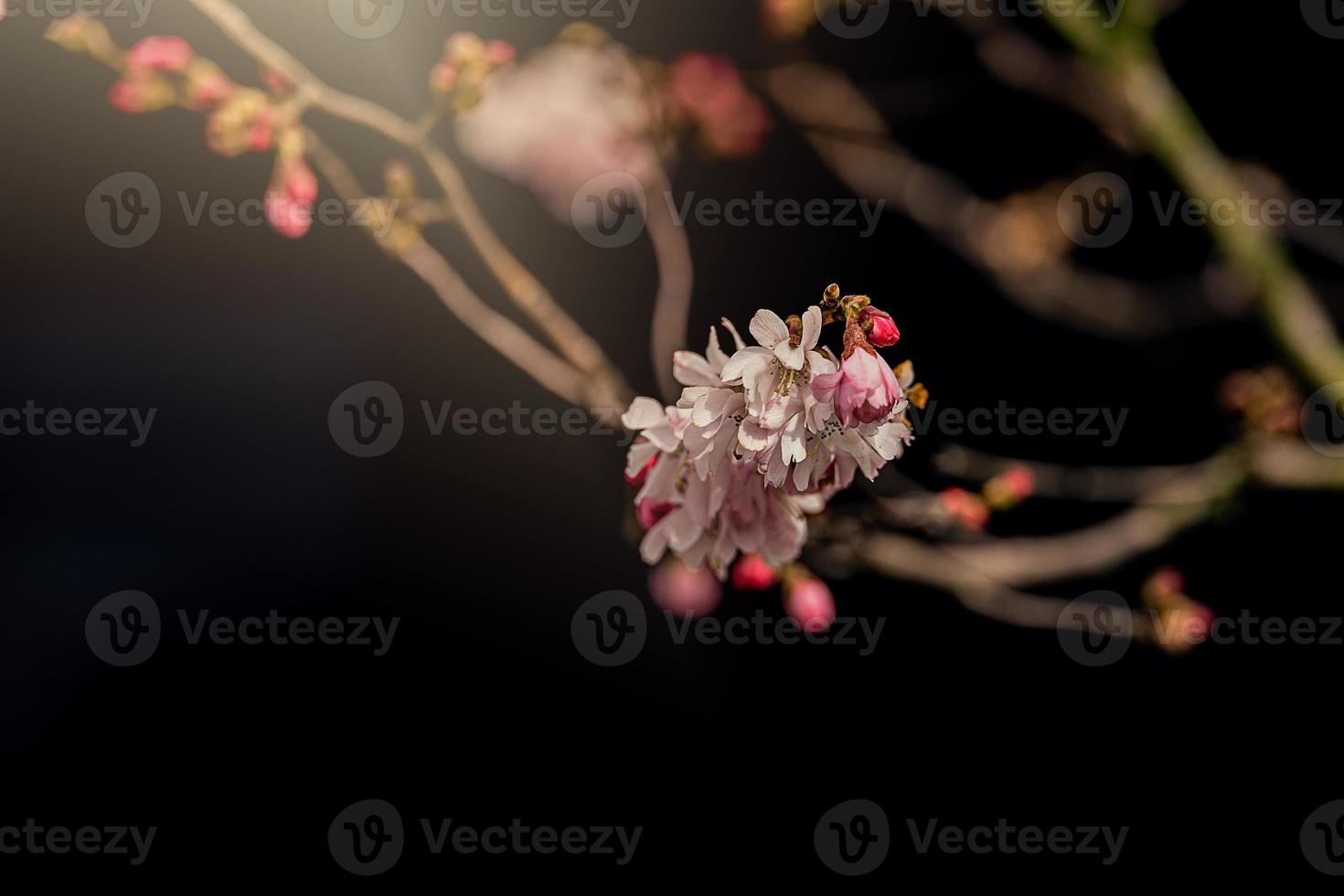 spring tree blooming in pink in close-up outdoors in the warm sunshine photo