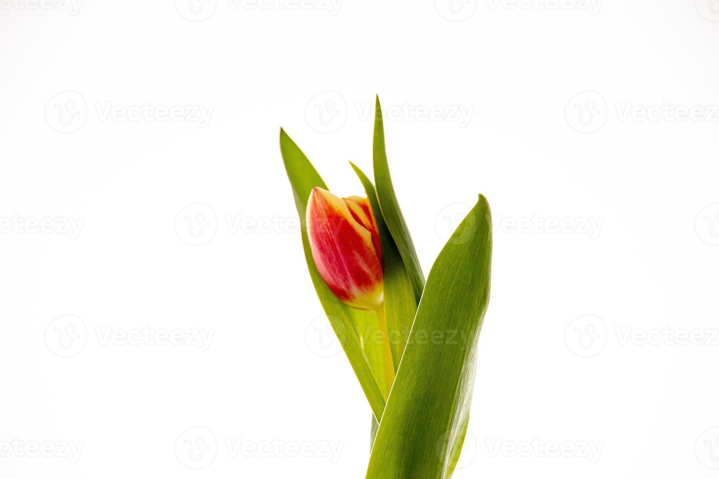 rojo tulipán en un blanco antecedentes en de cerca foto