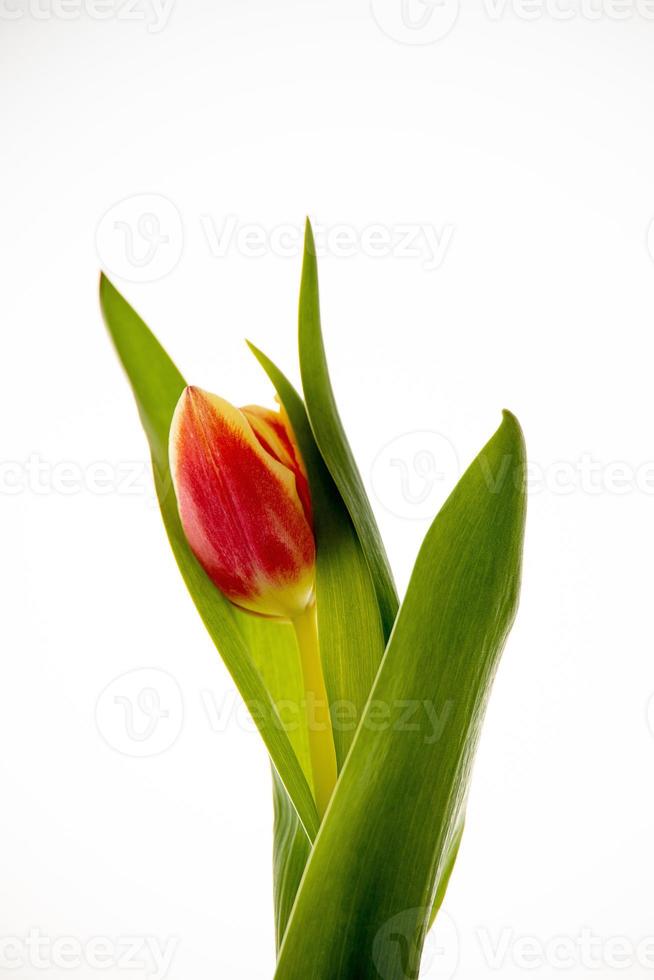 rojo tulipán en un blanco antecedentes en de cerca foto