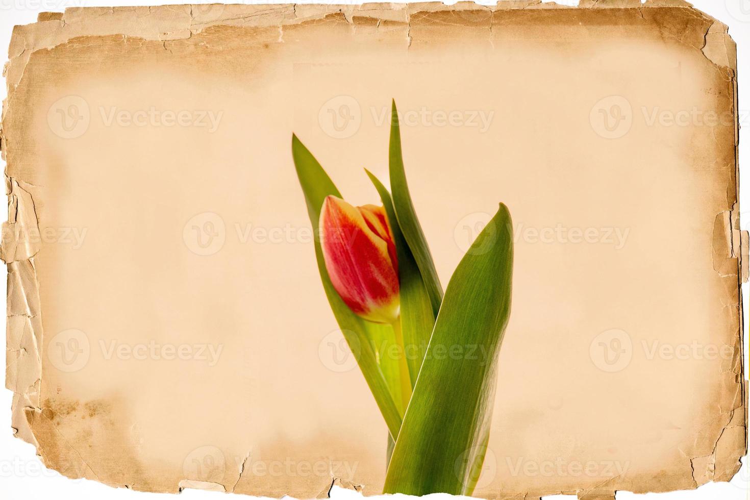 one spring red tulip on the background of an old beige paper card photo