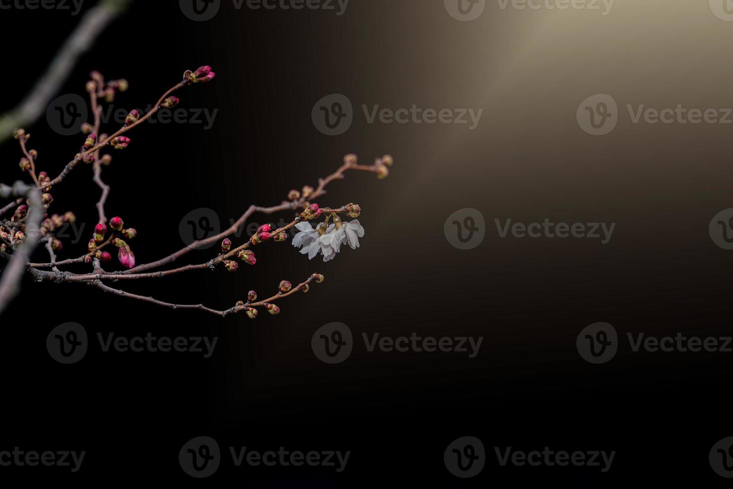 spring tree blooming in pink in close-up outdoors in the warm sunshine photo