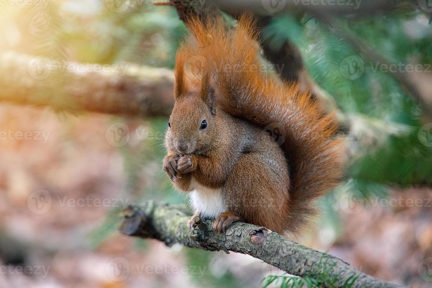 pequeño rojo ardilla en un natural habitat en el ciudad parque foto