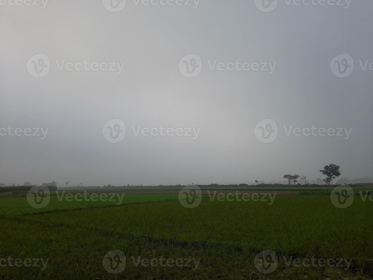 Green agricultural fields and meadows, summer countryside with, rural landscape, agricultural land with crops and lands in simple colours with blue sky photo