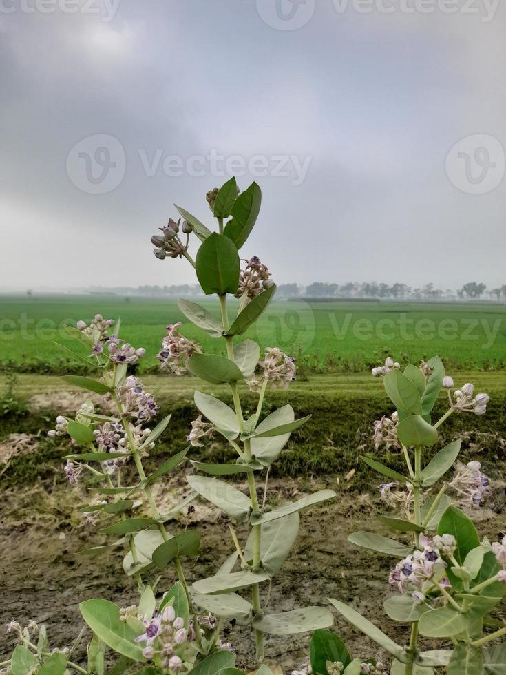 unknown wildflower on a green corn field, Bangladesh, Asia photo