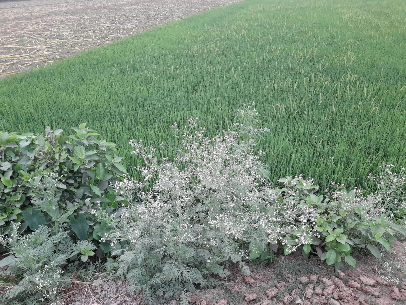 White unknown wildflower on a green shrub, Bangladesh, Asia photo