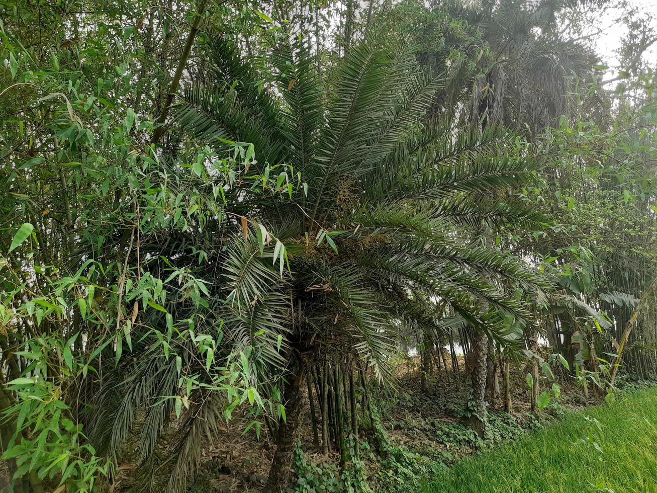 Date tree in a village jangle in Mirpur, Bangladesh, Asia photo