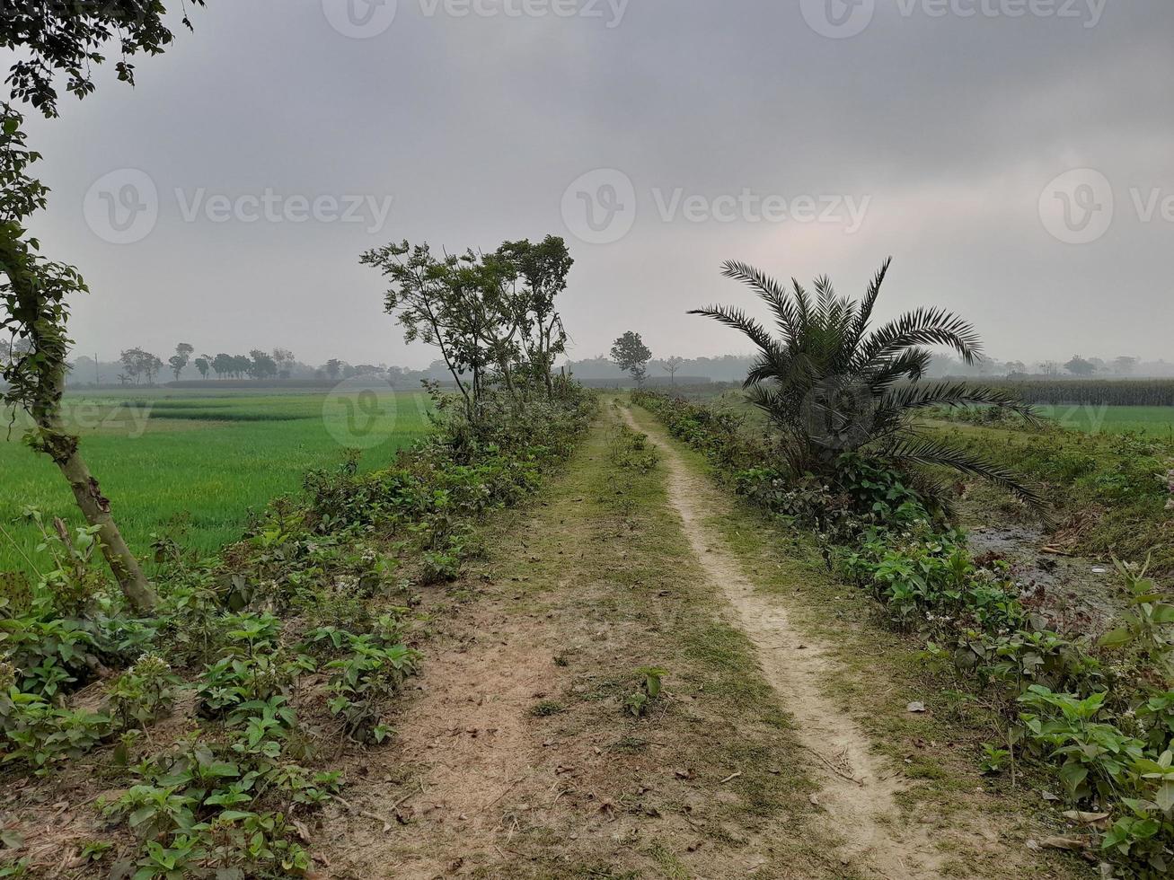 Green agricultural fields and meadows, summer countryside with, rural landscape, agricultural land with crops and lands in simple colours with blue sky photo