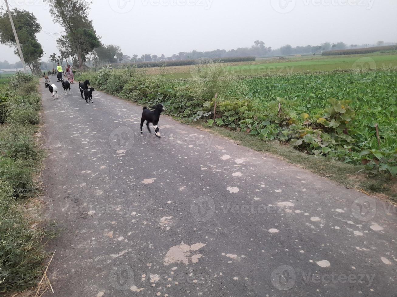 Some Animals return home in the evening beside green agricultural fields and meadows, summer countryside with,  Bangladesh, Asia photo