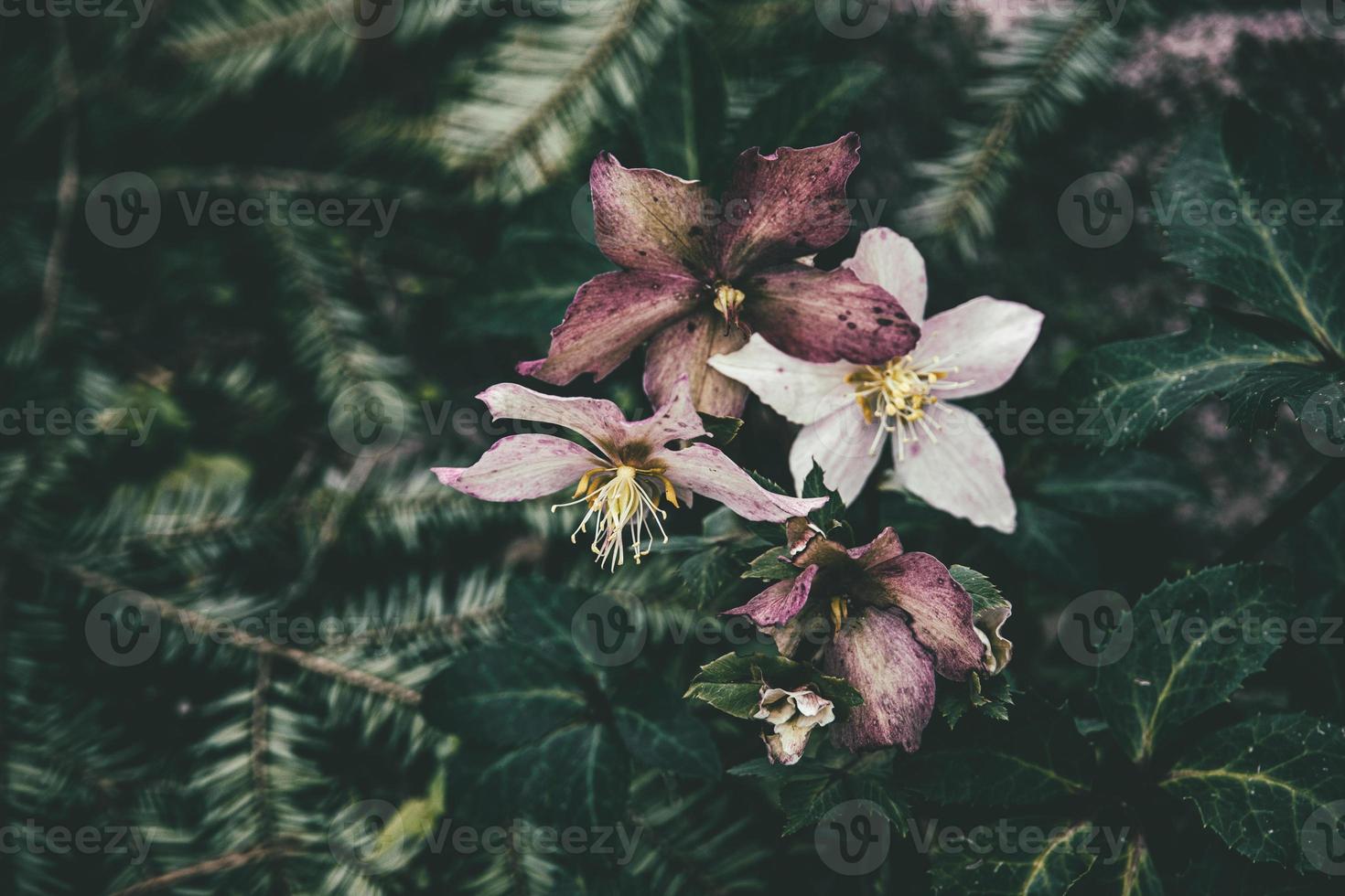 spring pale pink hellebore against the background of dark green leaves in the park photo