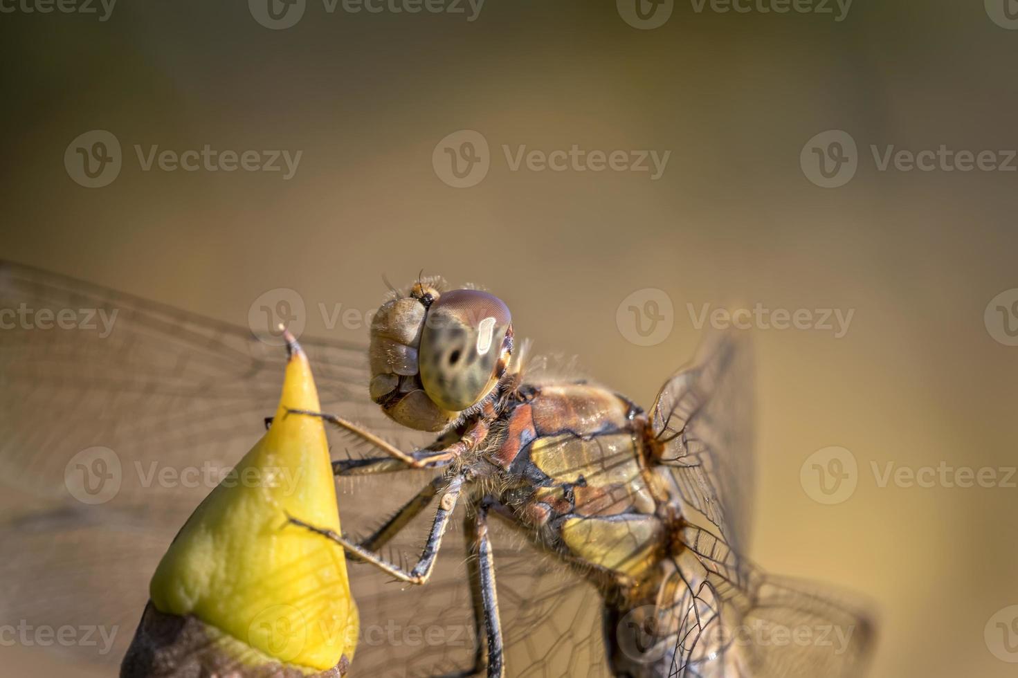 Beautiful macro of the dragonfly sitting on a twig. A dragonfly is an insect belonging to the order Odonata, infraorder Anisoptera. photo