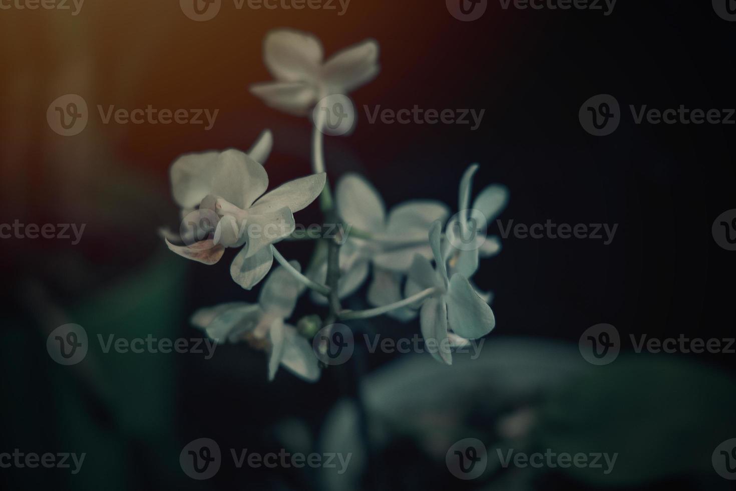 interesting orchid flower on a dark background in a soft light in the interior photo