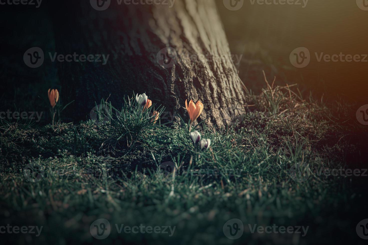 spring flowers crocuses in the garden in the warm rays of the afternoon sun photo