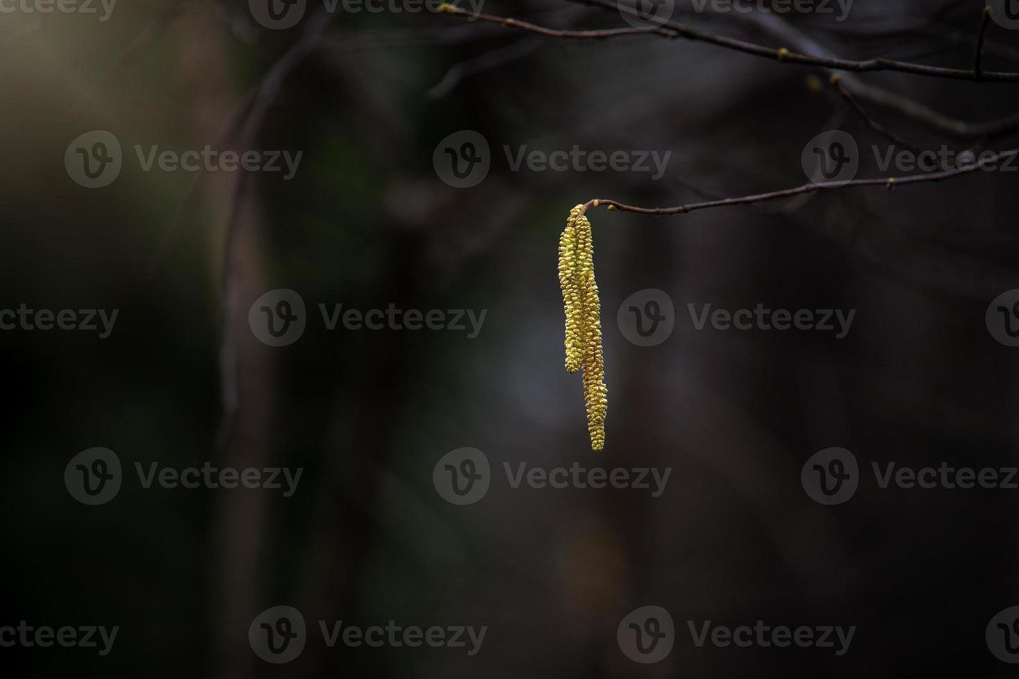 flowering hazel shrub at the end of winter against a dark background photo