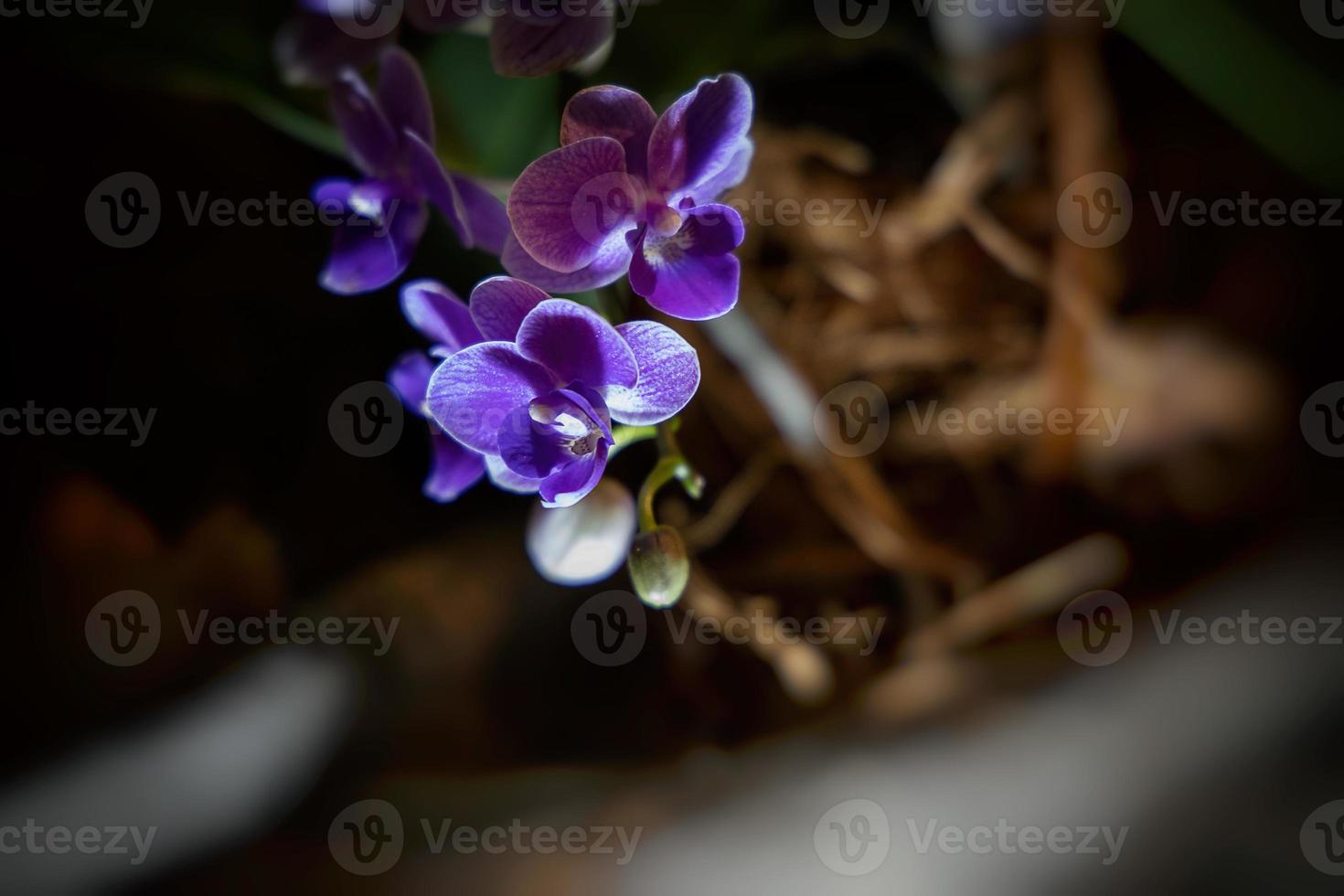 interesante orquídea flor en un oscuro antecedentes en un suave ligero en el interior foto