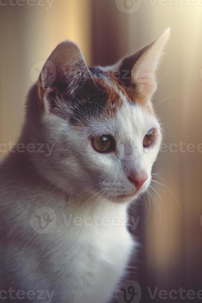 blanco rojo gato sentado en el calentar tarde Dom foto