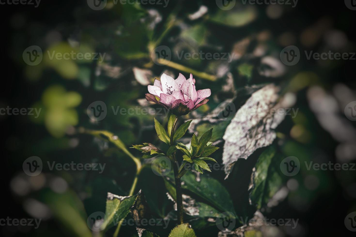 spring pale pink hellebore against the background of dark green leaves in the park photo