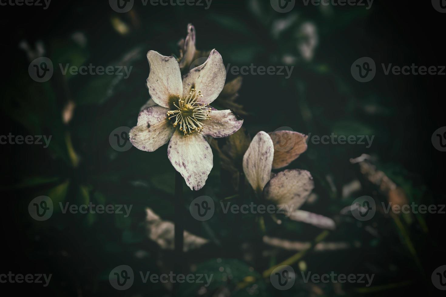 spring pale pink hellebore against the background of dark green leaves in the park photo