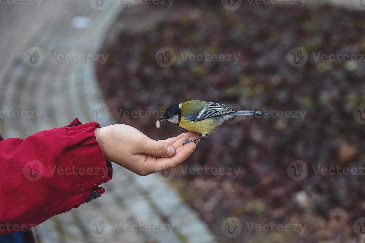 little colorful bird tit - eating sunflower seed from boy's hand in winter photo