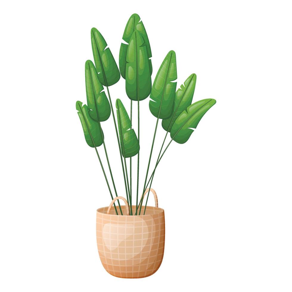 Vector isolated cartoon illustration of a home tropical plant bird of paradise, strelizia, in a pot or basket.