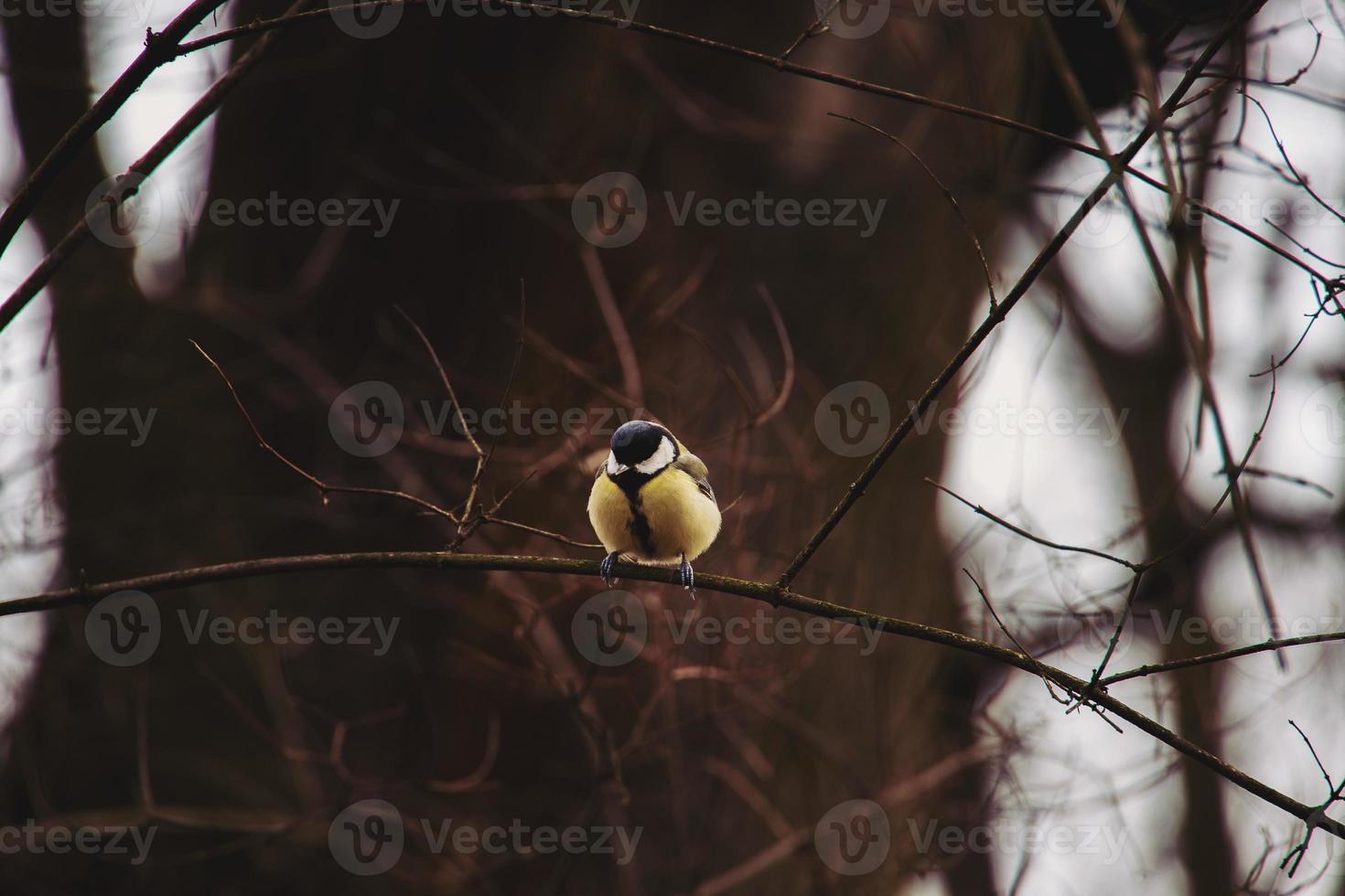 pequeño vistoso teta sentado en un rama de un marrón sin hojas árbol en un parque afuera, foto