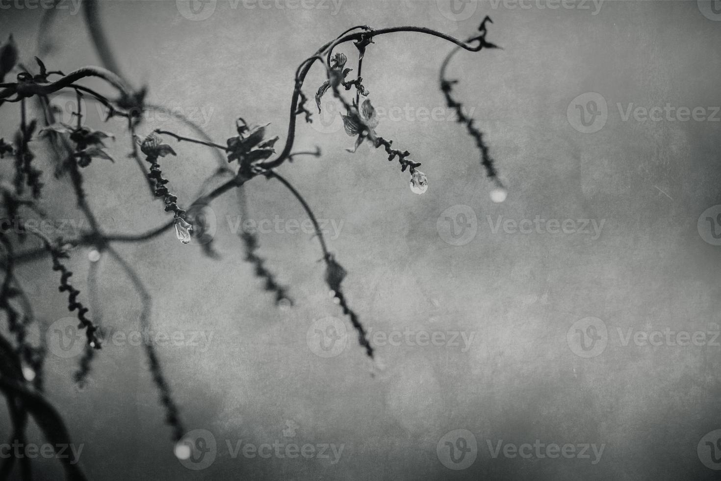 gotas de lluvia en un rama de un sin hojas árbol en de cerca en enero foto