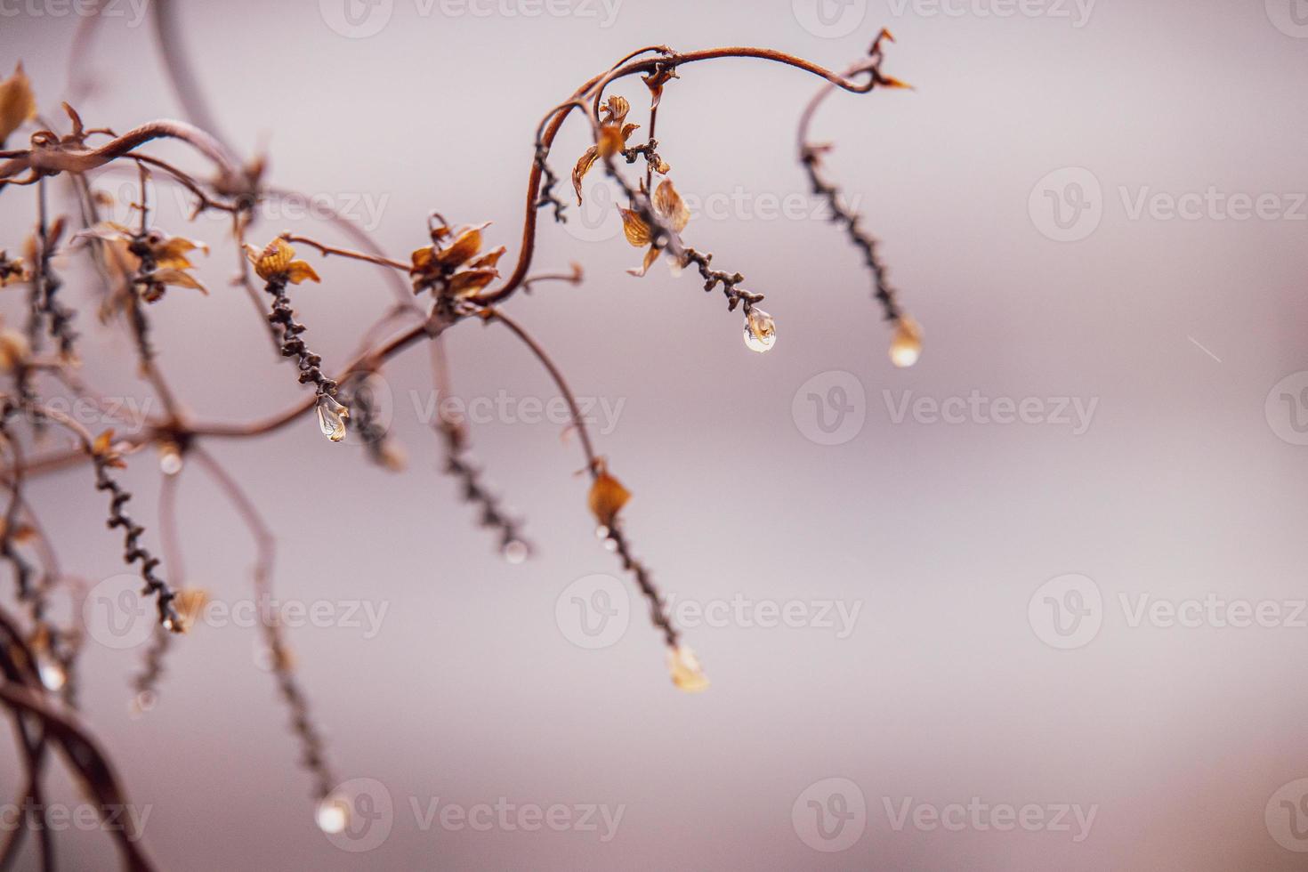 raindrops on a branch of a leafless tree in close-up in January photo