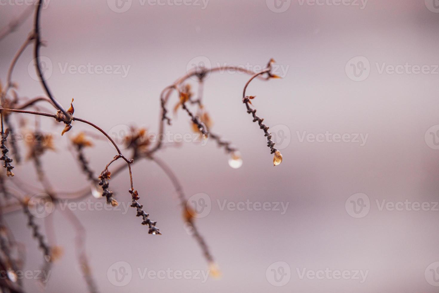 raindrops on a branch of a leafless tree in close-up in January photo