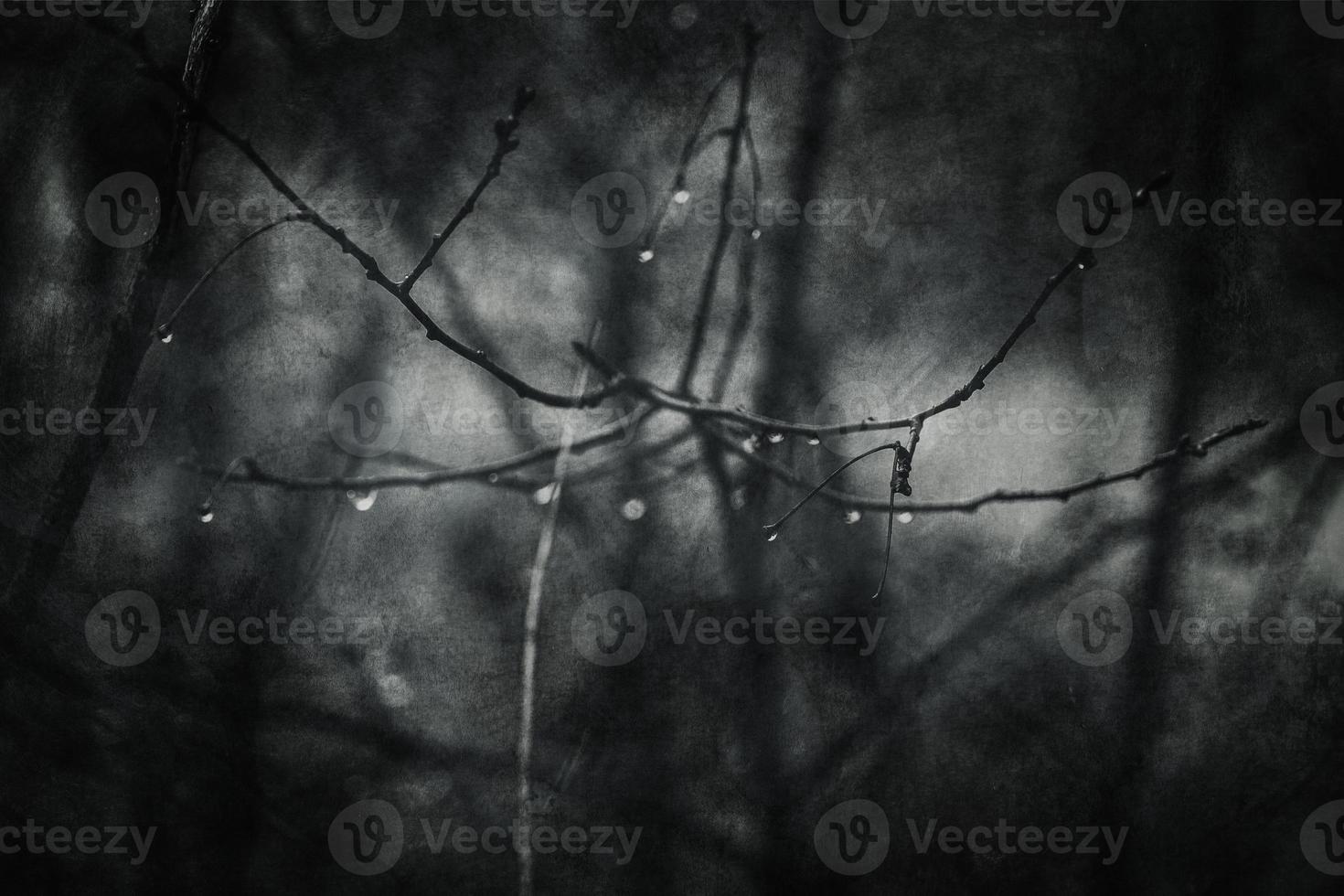 raindrops on a branch of a leafless tree in close-up in January photo