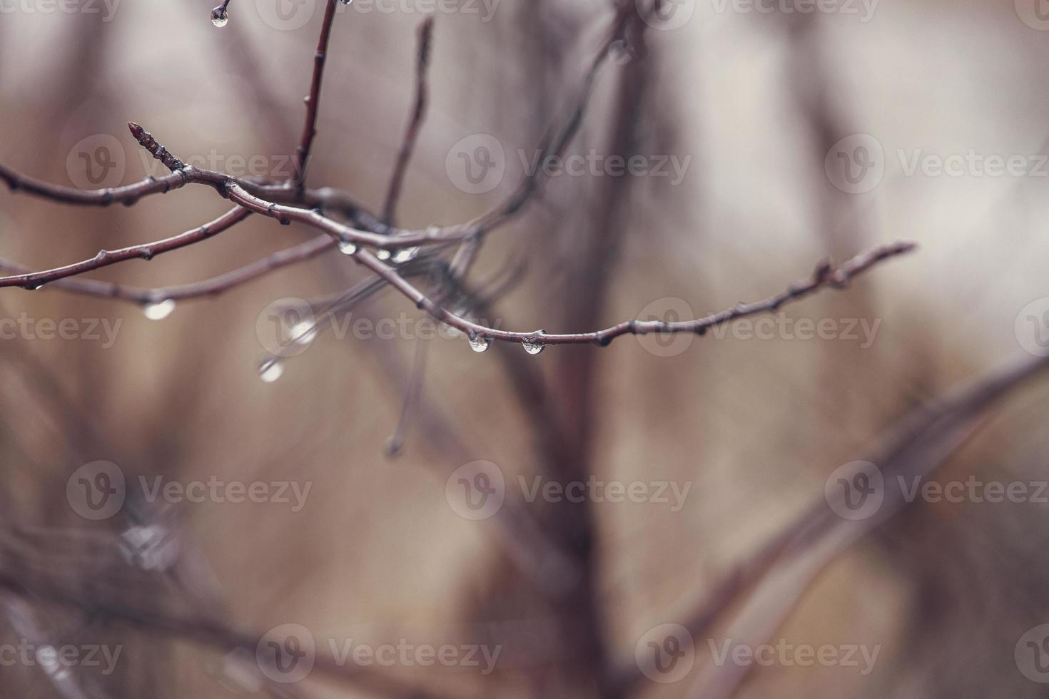 raindrops on a branch of a leafless tree in close-up in January photo