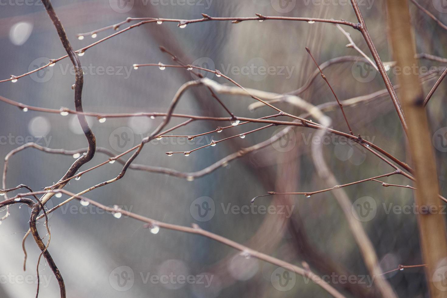 raindrops on a branch of a leafless tree in close-up in January photo