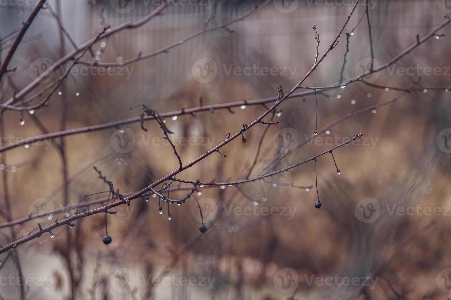 raindrops on a branch of a leafless tree in close-up in January photo