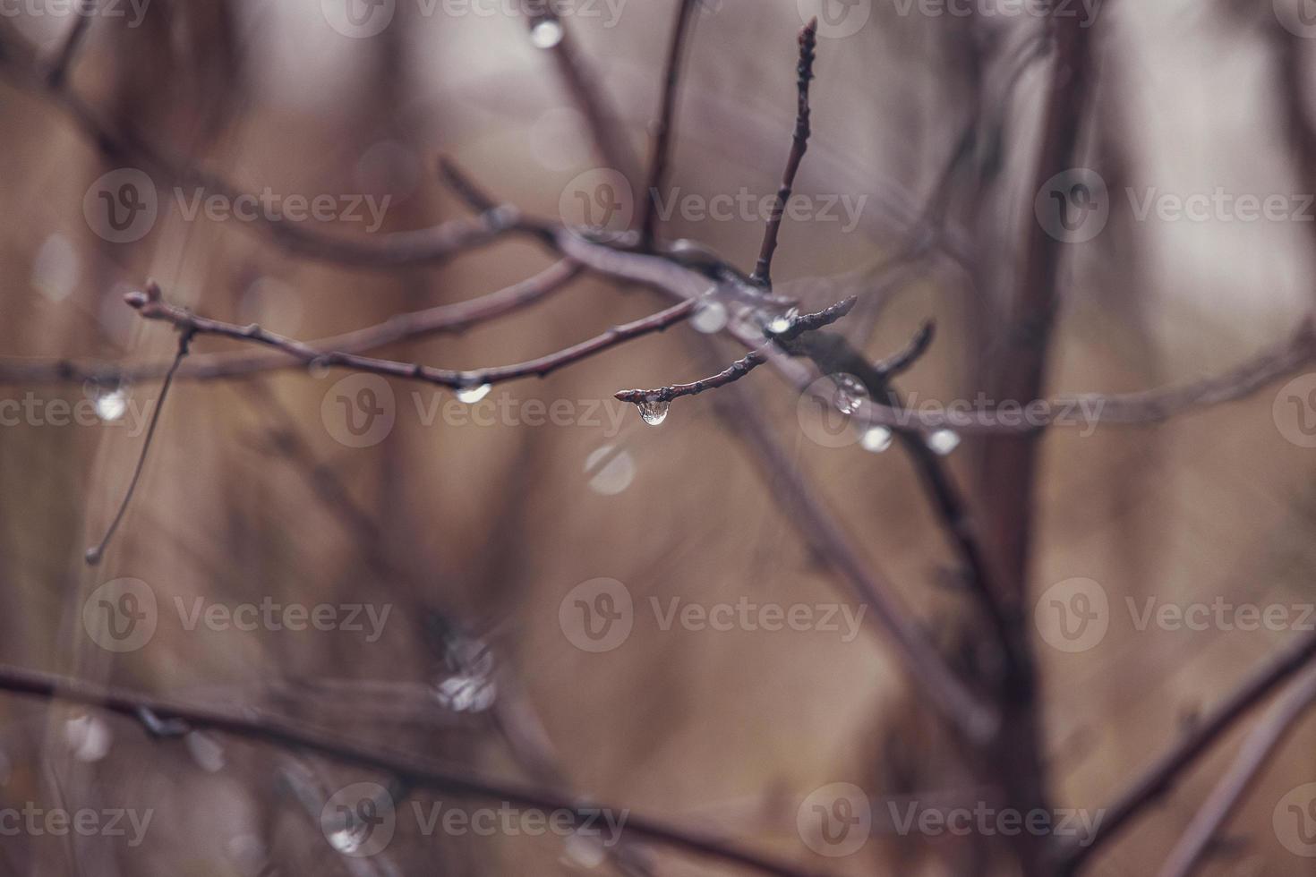 raindrops on a branch of a leafless tree in close-up in January photo