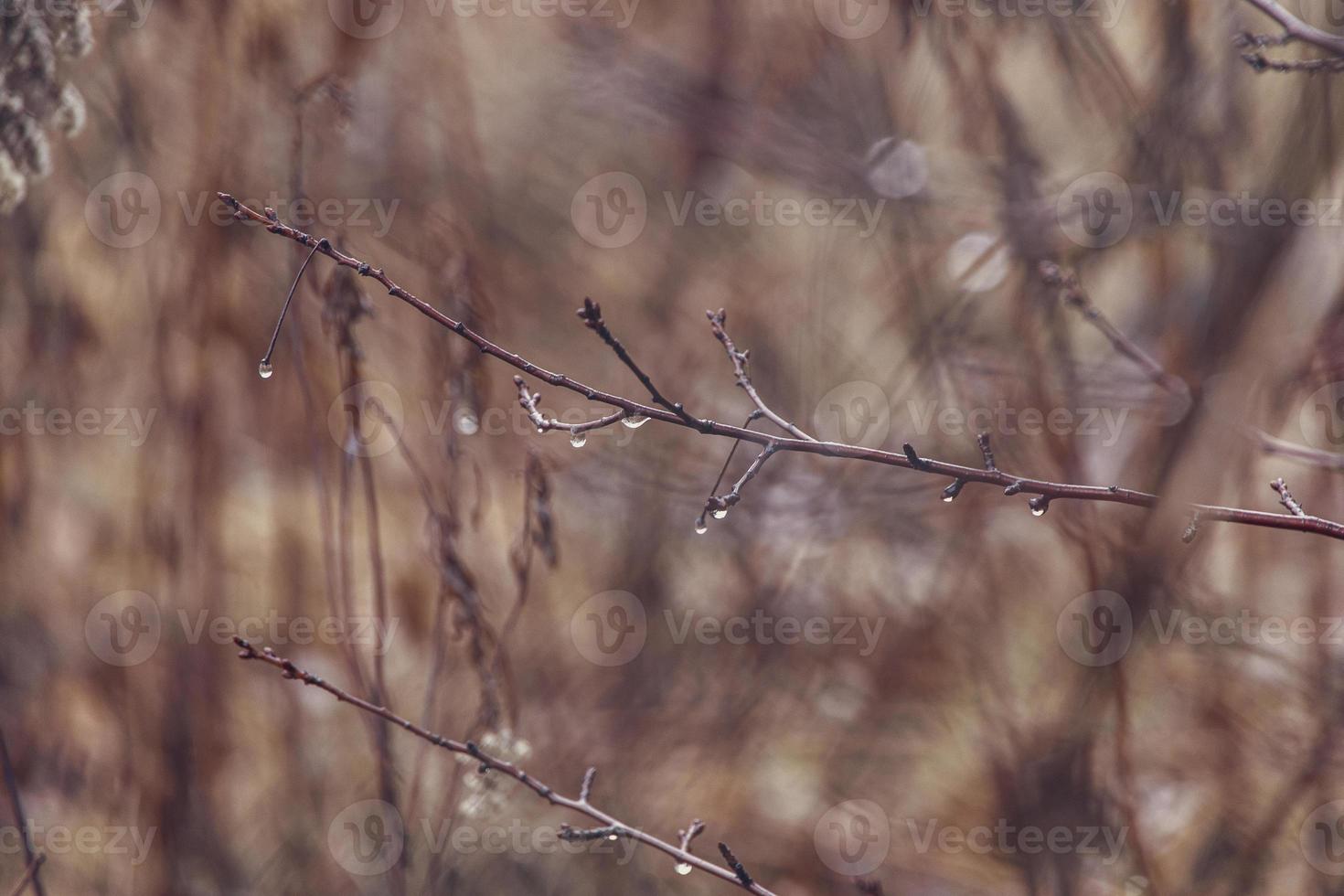 raindrops on a branch of a leafless tree in close-up in January photo