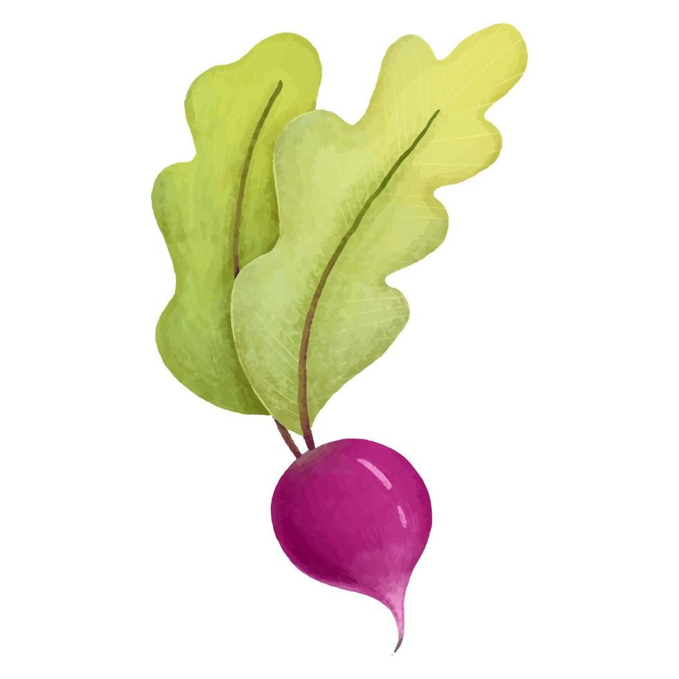 cute hand drawn illustration with radish, vegan food, nutritionist, healthy vegetables copy vector