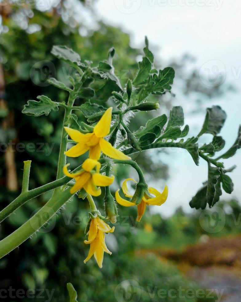 Selective focus of tomato flowers in garden on blurred background photo